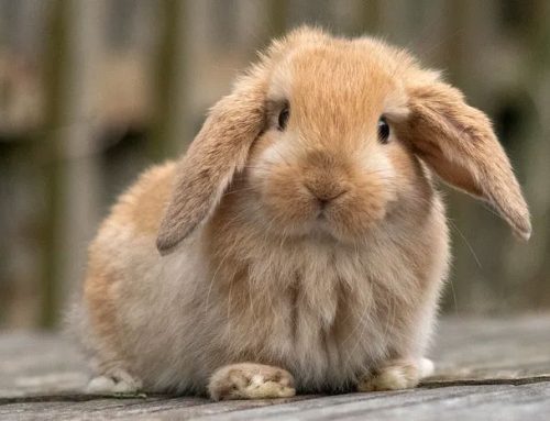 Hop on Over to Warwick, RI for All Things Easter!