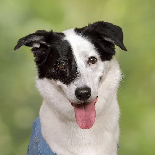 JCPenney Portraits