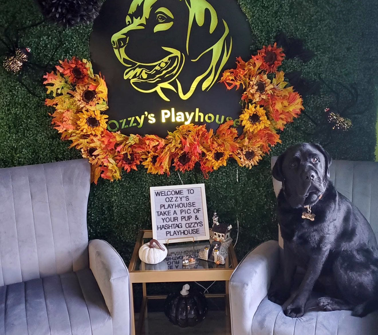 Ozzy’s Playhouse