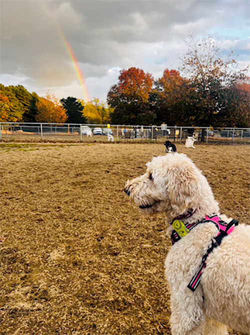 Warwick City Dog Park